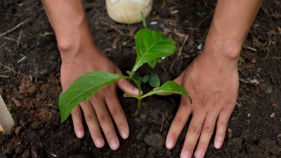 La CGT et la NTUI apportent leur soutien aux salariés des plantations de thé